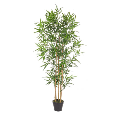 1614892426_PIANTA-BAMBU-1-scaled